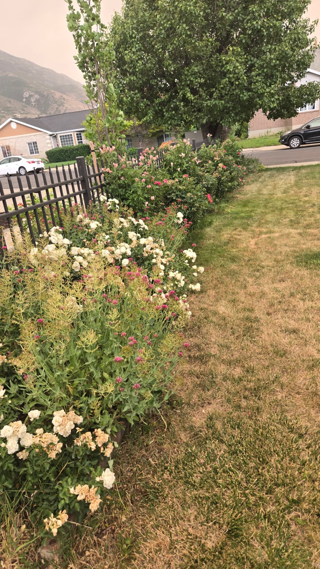 Overgrown flower bed before landscape cleanup