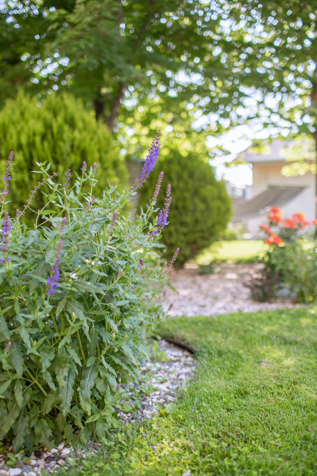 Low-maintenance garden with flowering plants, stone mulch and lawn